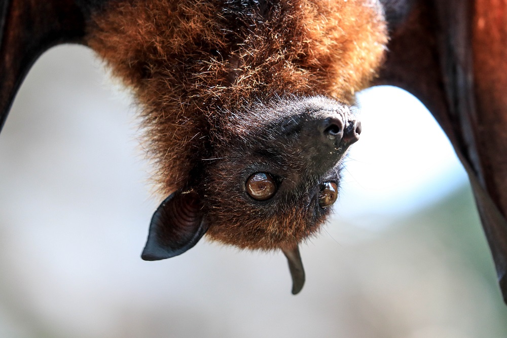 Aidez les chauves-souris en leur proposant un abri