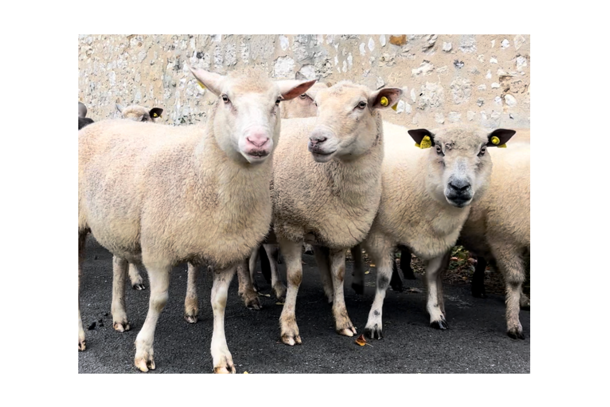 Transhumance